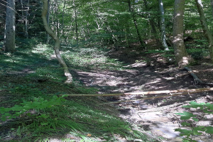 Ein Pfad windet sich durch ein bewaldetes Gebiet mit hohen, üppigen Bäumen und leuchtenden Pflanzen auf beiden Seiten, mit Text am unteren Bildrand.