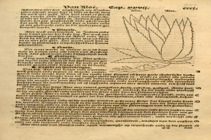 Ein aufgeschlagenes Buch aus dem 16. Jahrhundert, das eine detaillierte Zeichnung eines Aloe-Vera-Blattes mit sichtbaren Adern und begleitendem Text zeigt.