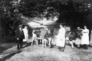 Eine Gruppe von Bauern in traditioneller Kleidung steht um eine Kuh in einer ländlichen Umgebung mit Gebäuden und Bäumen im Hintergrund, dargestellt in Schwarz-Weiß.