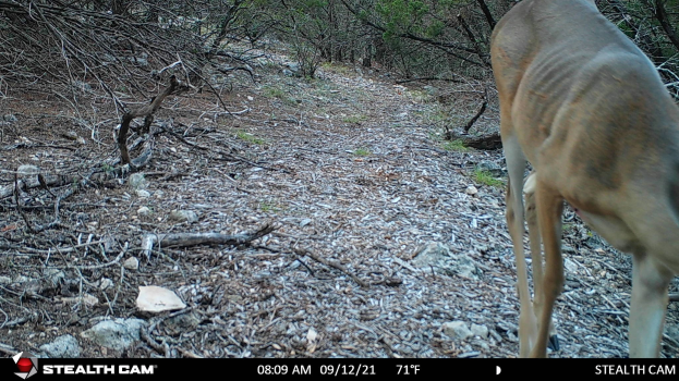 Ein Reh, das auf einer staubigen Straße in einem bewaldeten Gebiet entlanggeht, umgeben von Steinen, Zweigen und Bäumen, mit einem Text am unteren Rand, der 'Stealth Cam - Hirschjagd in Texas' lautet.