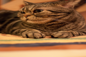 Eine Katze ist im Bild sichtbar.