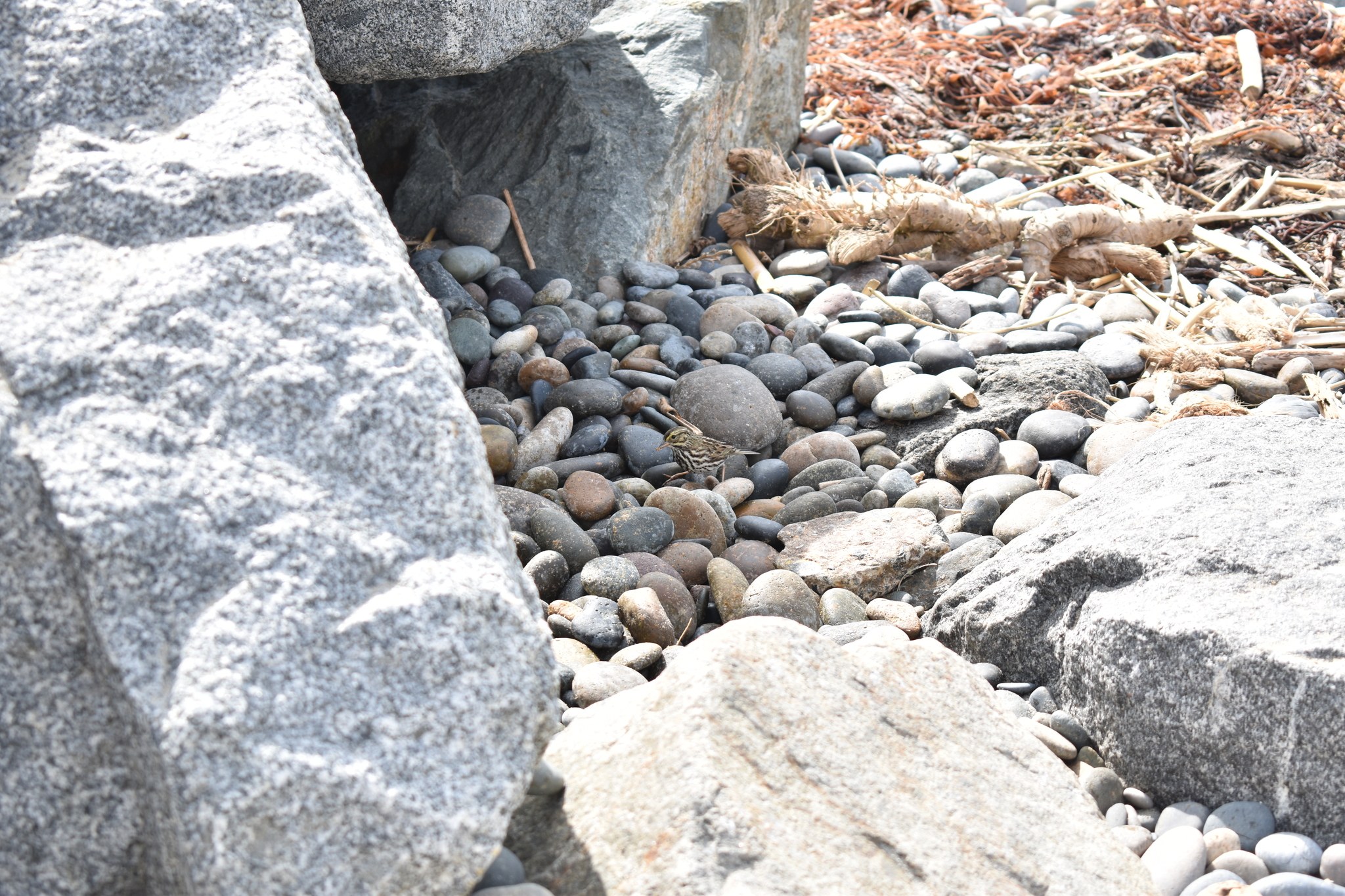 Ein steiniger Strand mit verstreuten Steinen und Kieseln, der eine kleine Eidechse zeigt, die auf einem Stein sitzt, und trockenes Laub und Zweige im Hintergrund.