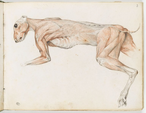 Detailierte anatomische Zeichnung eines Windhunds auf einem offenen Buch, die seine Muskeln, den Kopf, den Hals und die Beine zeigt.