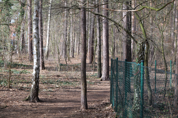 Ein gewundener Pfad durch einen dichten Wald aus hohen, grünen Bäumen mit einem grünen Zaun auf der rechten Seite, beschattet von der Baumkrone.