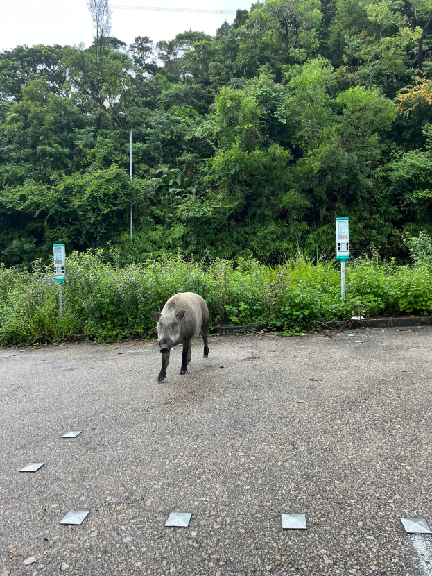 Ein Wildschwein durchquert einen Parkplatz mit einem Wald im Hintergrund.