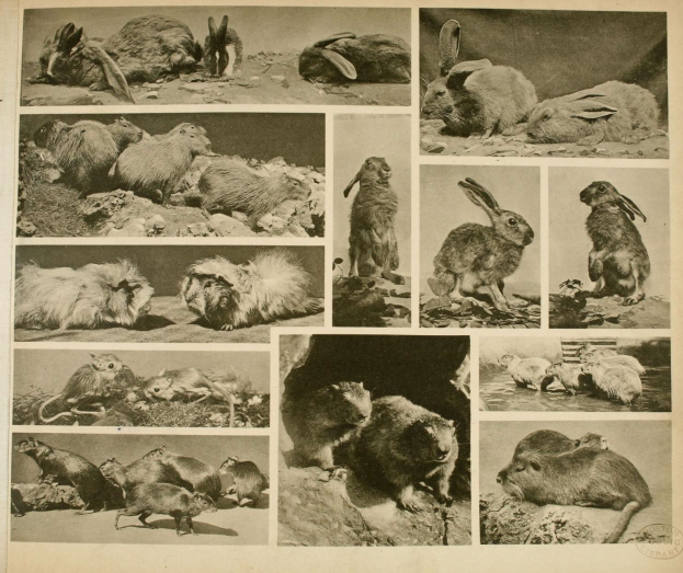 Eine Buchseite mit einer Collage aus illustrierten Hasen, Mäusen und anderen kleinen Tieren mit begleitendem Text über ihre Habitate.