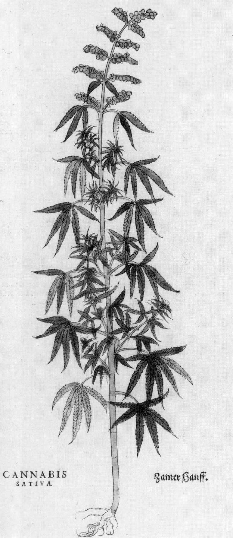 Schwarze und wei├če Strichzeichnung einer Cannabis sativa-Pflanze mit sichtbaren Bl├Ąttern und Stielen, beschriftet mit "Cannabis Sativa" unten.