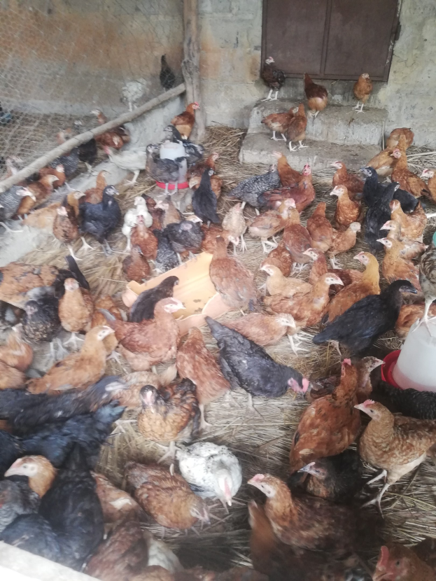 Große Gruppe von Hühnern in einem eingezäunten Verschlag mit einer Wand und einer Tür im Hintergrund, inklusive einem Eimer mit Hühnern auf der rechten Seite.